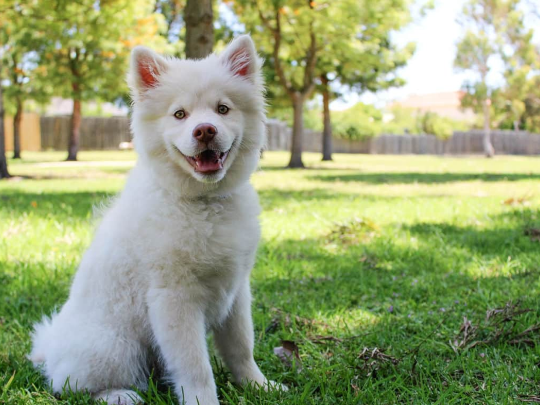 The Importance of Keeping Your Dog Cool