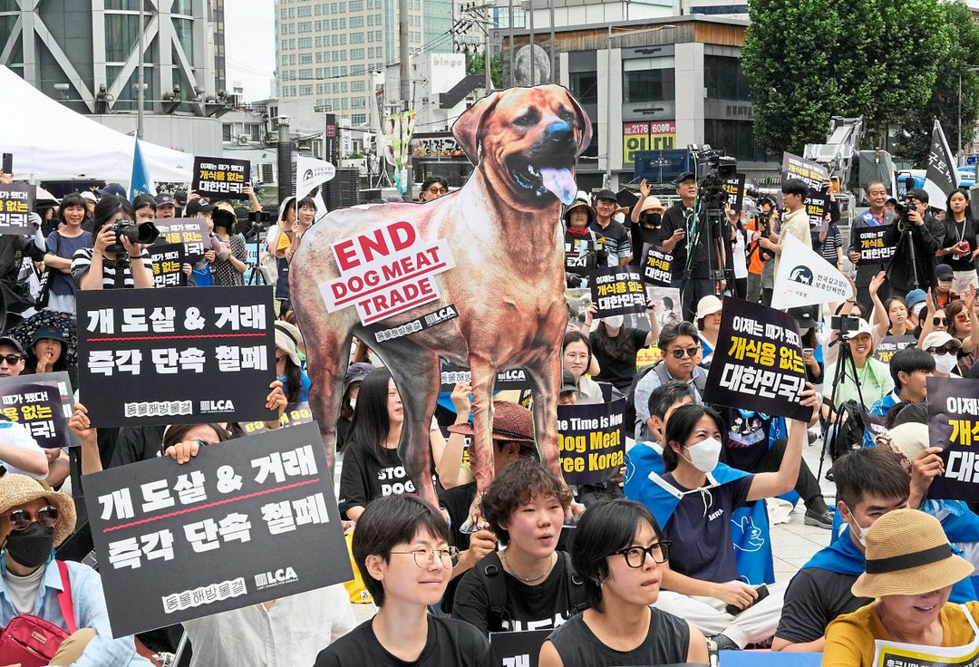 South Korea Ban Dog Meat Trade