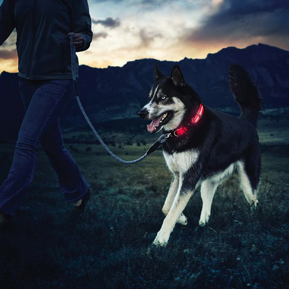 Light Up Glow Dog Collar - USB Rechargeable