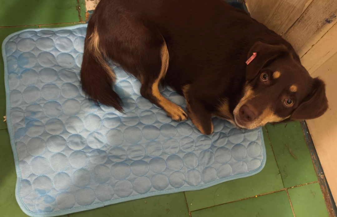 Helping Dogs in Need: Our Donation of 50 Cooling Mats to K9 Rescue Ukraine