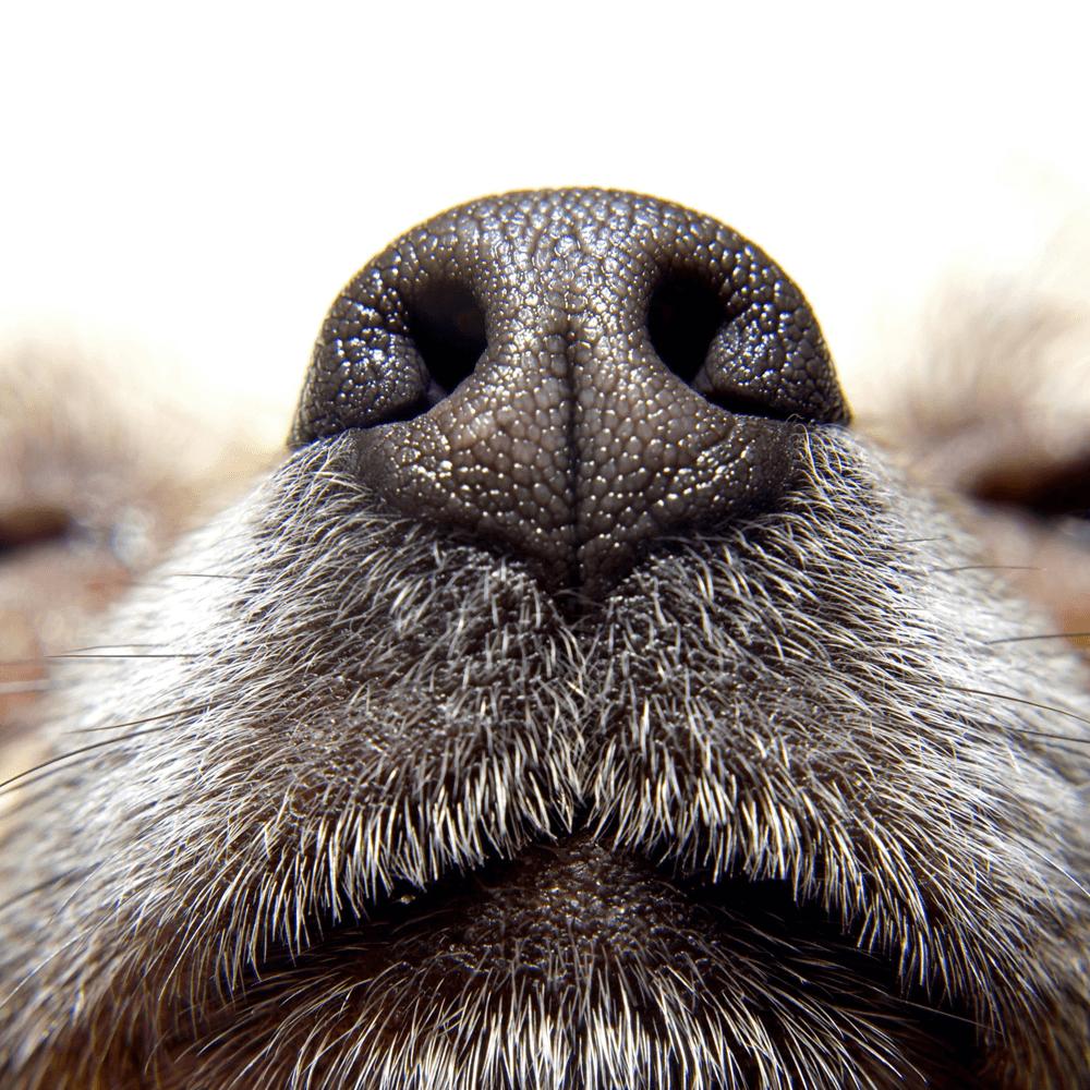 Why you should let your dogs sniff - Help For Paws
