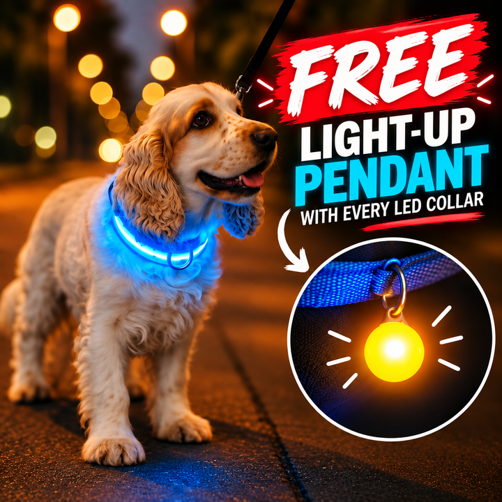 Light Up Glow Dog Collar - USB Rechargeable