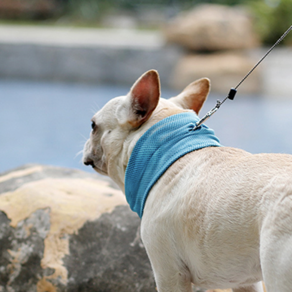 Pet Cooling Down Bandana